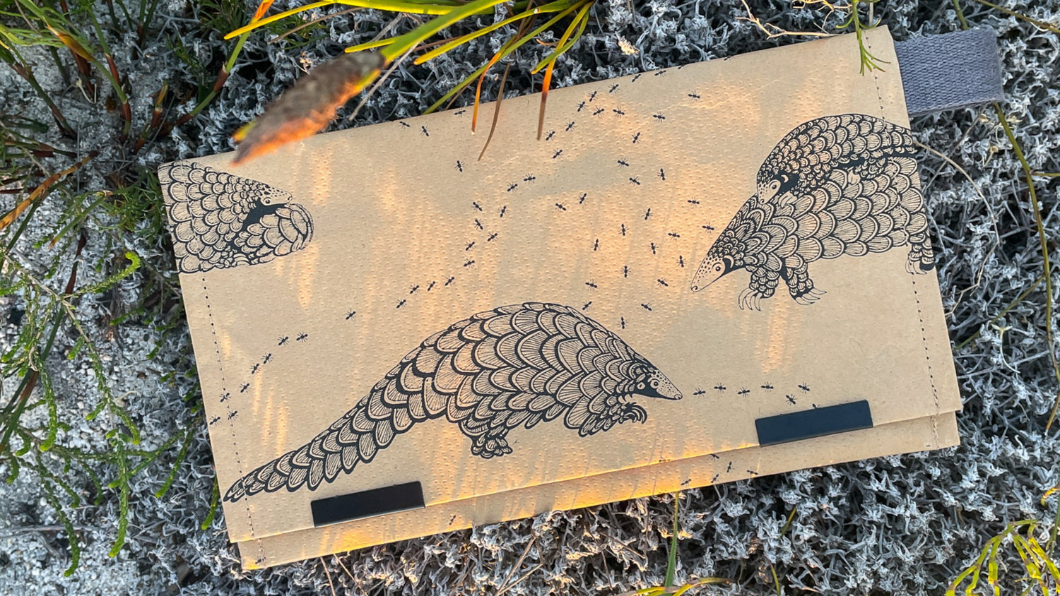 Pangolin