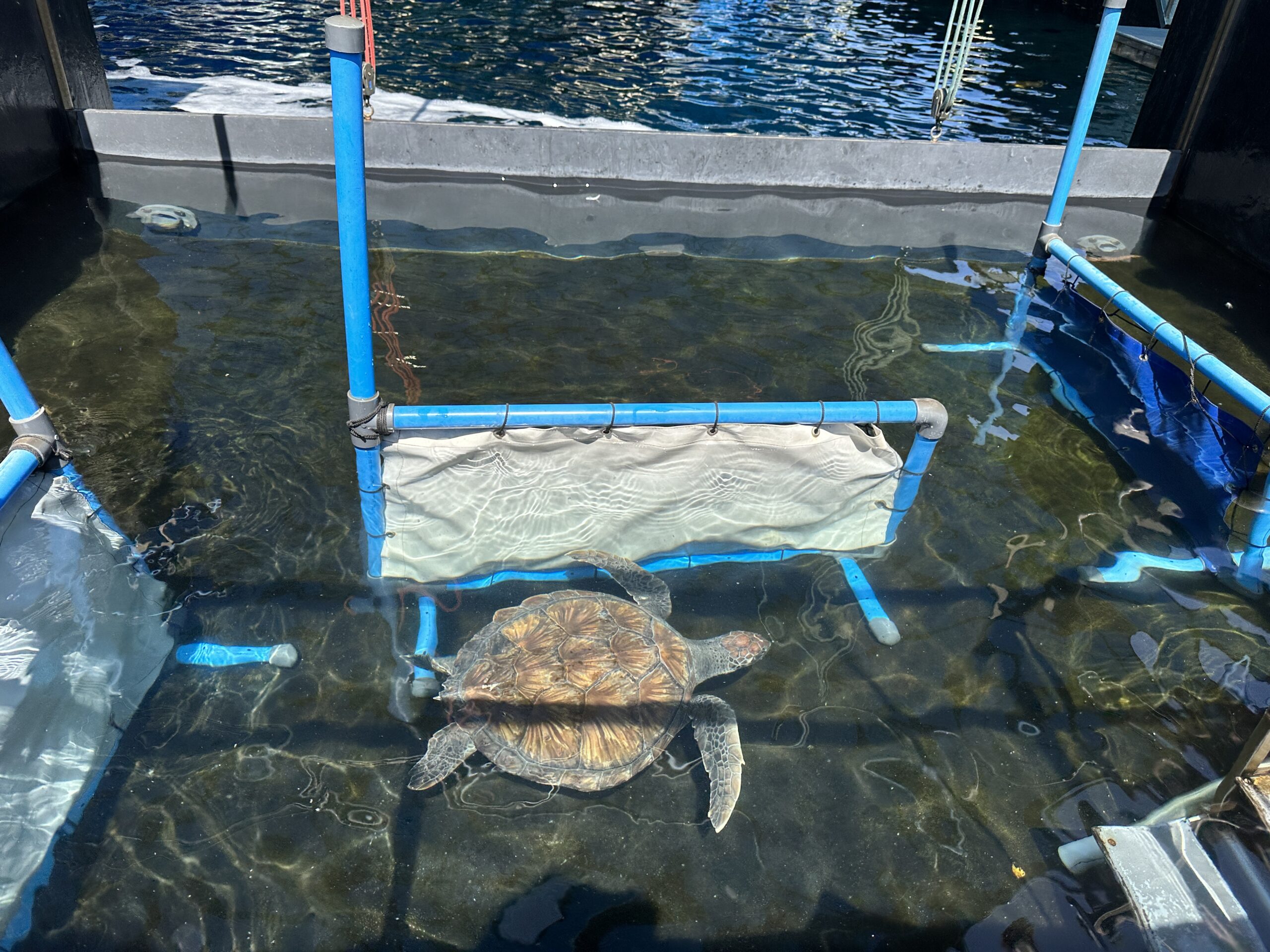 A hide used as an enrichment activity of green turtle scaled