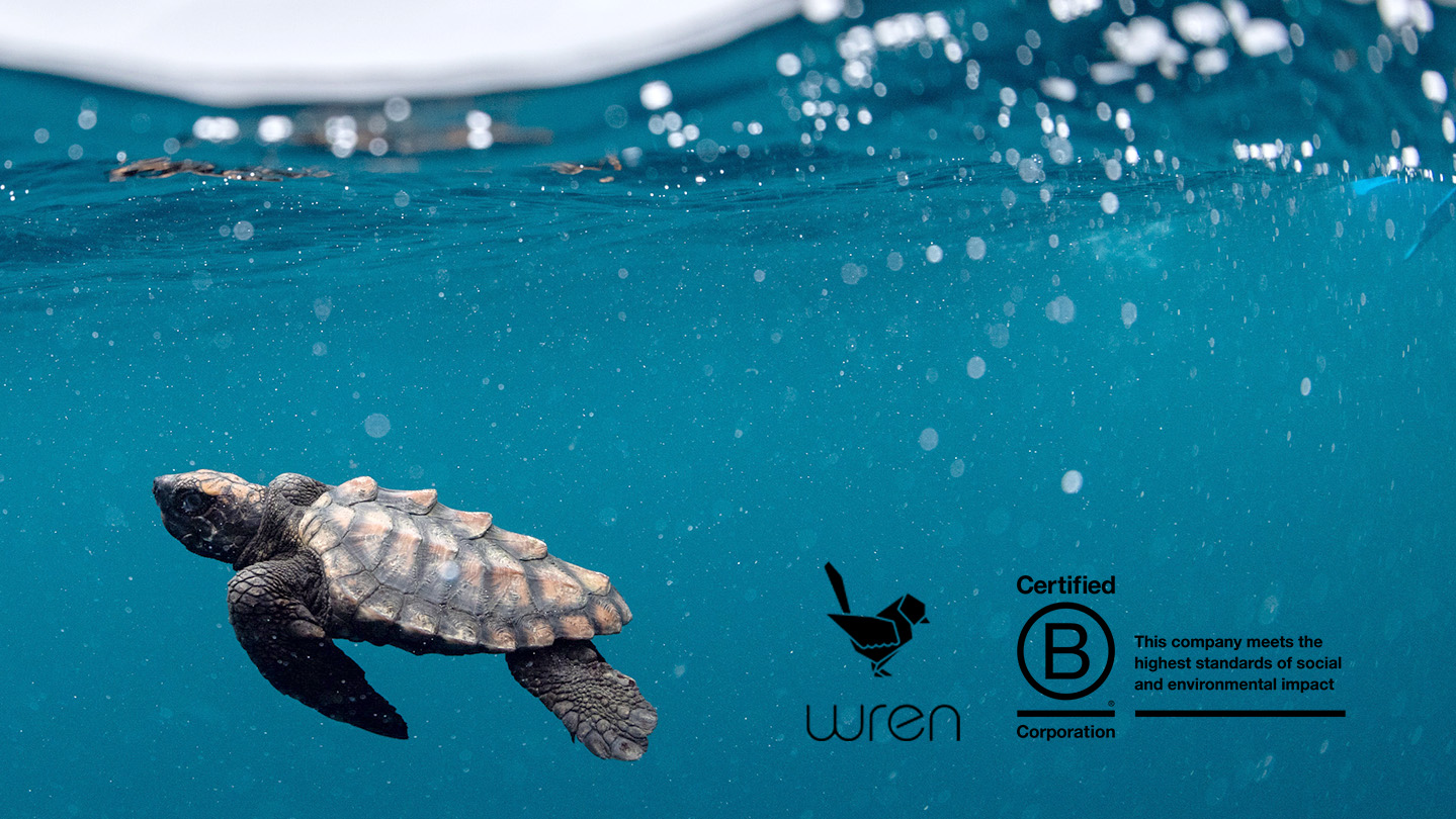 Wren turtle project2